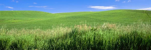 Grasses: Rolling green hill, Palouse, Whitman County, Washington State, USA by Panoramic Images