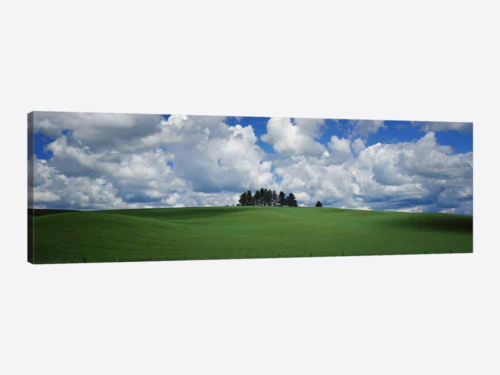 Trees on the top of a hill, Palouse, Whitman County, Washington State, USA by Panoramic Images 1-piece Canvas Artwork