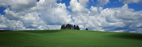 Grasses: Trees on the top of a hill, Palouse, Whitman County, Washington State, USA by Panoramic Images