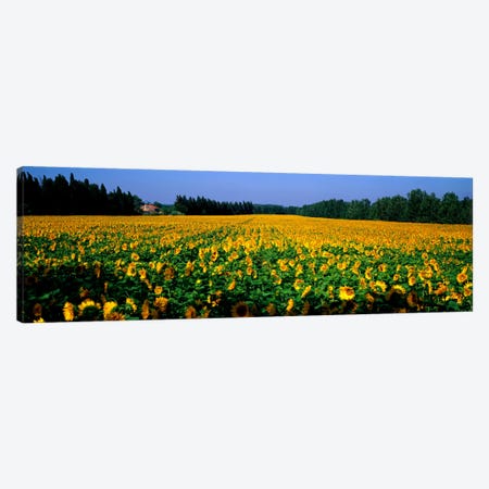 Sunflowers St Remy de Provence Provence France Canvas Print #PIM967} by Panoramic Images Canvas Art