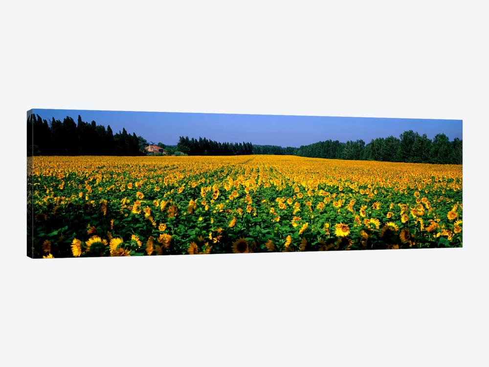 Sunflowers St Remy de Provence Provence France by Panoramic Images 1-piece Art Print