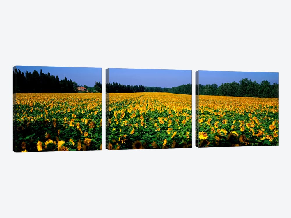 Sunflowers St Remy de Provence Provence France by Panoramic Images 3-piece Art Print