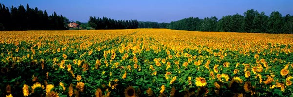 Sunflowers: Sunflowers St Remy de Provence Provence France by Panoramic Images