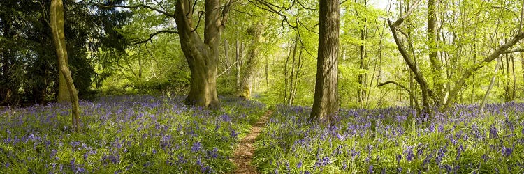 Trees in a forest, Thursford Wood, Norfolk, England