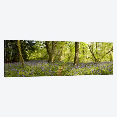 Trees in a forest, Thursford Wood, Norfolk, England Canvas Print #PIM9715} by Panoramic Images Art Print