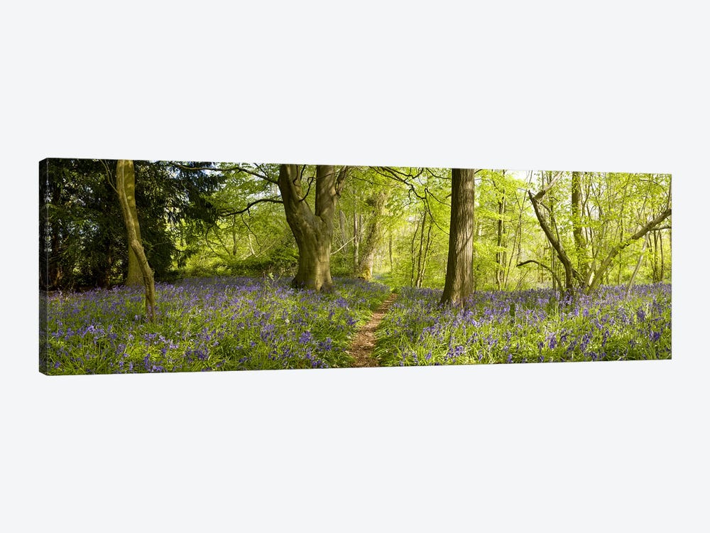 Trees in a forest, Thursford Wood, Norfolk, England by Panoramic Images 1-piece Canvas Artwork