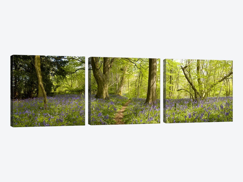 Trees in a forest, Thursford Wood, Norfolk, England by Panoramic Images 3-piece Canvas Artwork