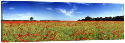 Poppies in a field, Norfolk, England Canvas Art Print - Poppy Art