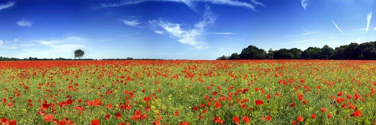 Poppies in a field, Norfolk, England