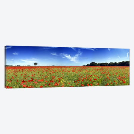 Poppies in a field, Norfolk, England Canvas Print #PIM9718} by Panoramic Images Canvas Wall Art