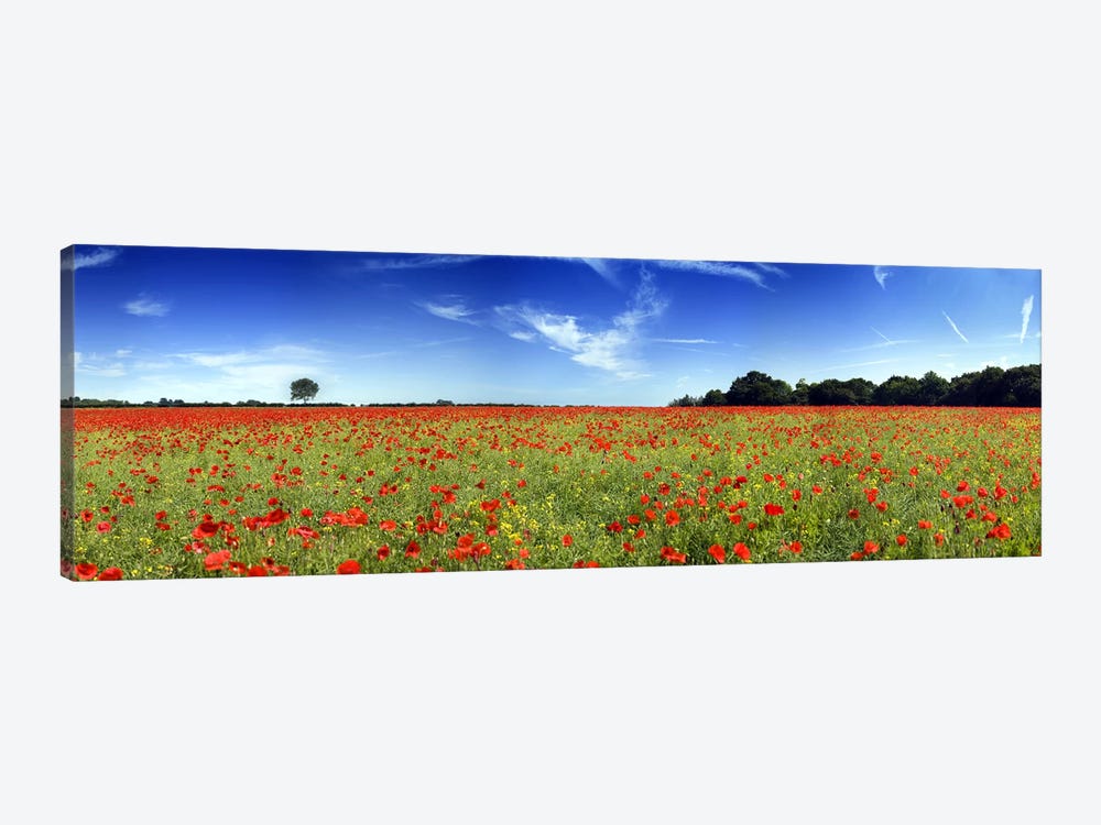 Poppies in a field, Norfolk, England by Panoramic Images 1-piece Canvas Print