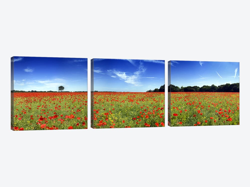 Poppies in a field, Norfolk, England by Panoramic Images 3-piece Art Print