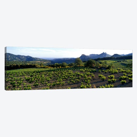 Vineyard Dentelles de Montmirail Vaucluse Provence France Canvas Print #PIM971} by Panoramic Images Canvas Art