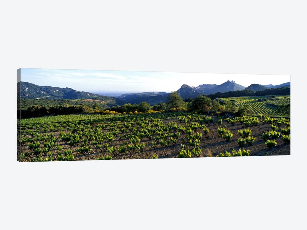 Vineyard Dentelles de Montmirail Vaucluse Provence France by Panoramic Images 1-piece Canvas Artwork