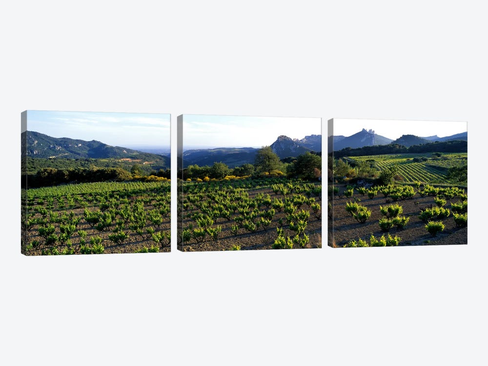 Vineyard Dentelles de Montmirail Vaucluse Provence France by Panoramic Images 3-piece Canvas Artwork