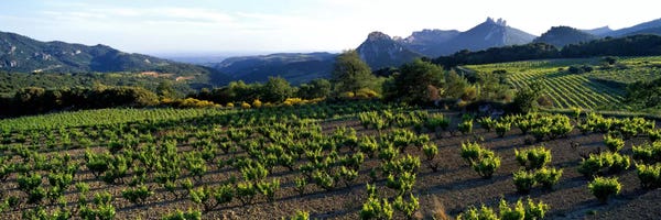 Vineyards: Vineyard Dentelles de Montmirail Vaucluse Provence France by Panoramic Images