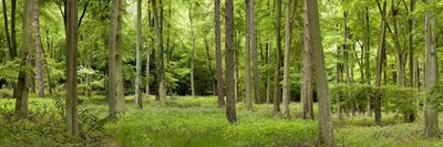 Spring in Thetford ForestNorfolk, England by Panoramic Images canvas print