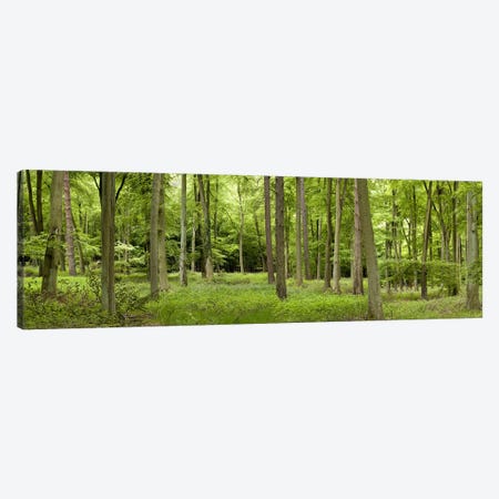 Spring in Thetford ForestNorfolk, England Canvas Print #PIM9720} by Panoramic Images Canvas Art Print
