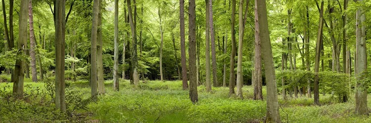 Spring in Thetford ForestNorfolk, England