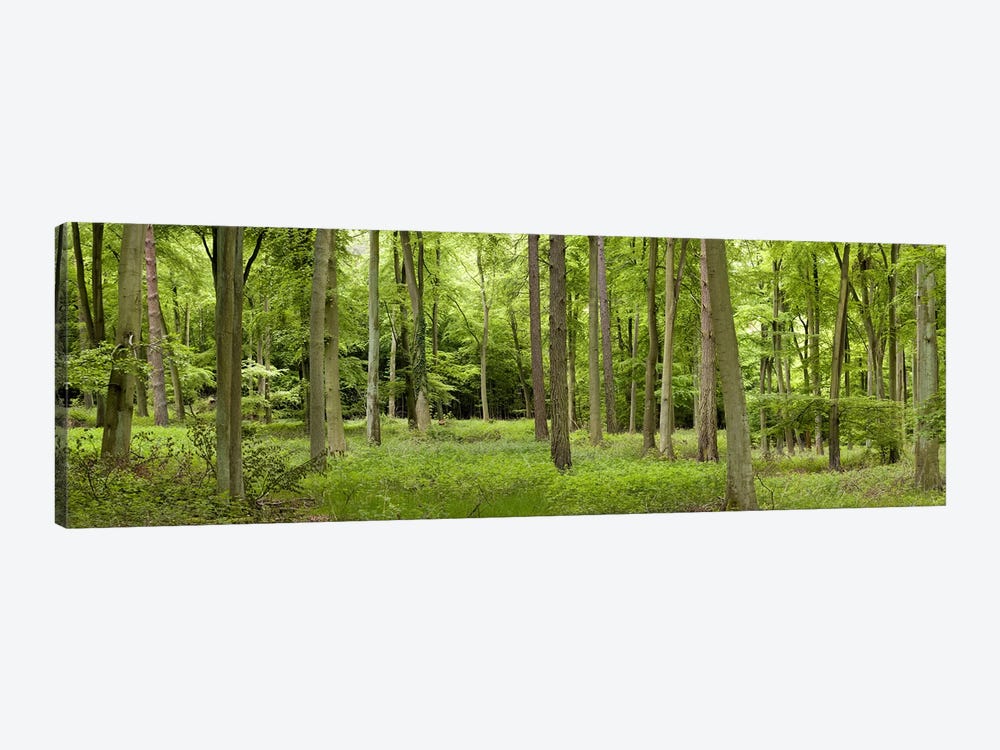 Spring in Thetford ForestNorfolk, England by Panoramic Images 1-piece Canvas Art