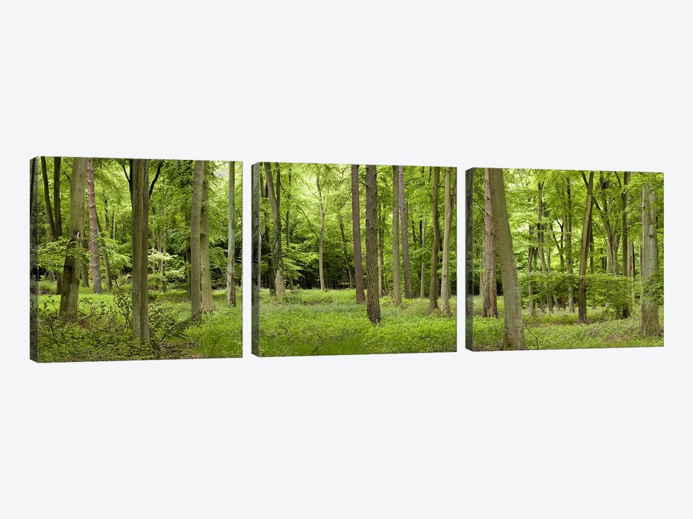 Spring in Thetford ForestNorfolk, England by Panoramic Images 3-piece Canvas Art