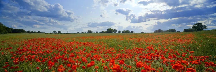 Poppies in a field, Norfolk, England #2