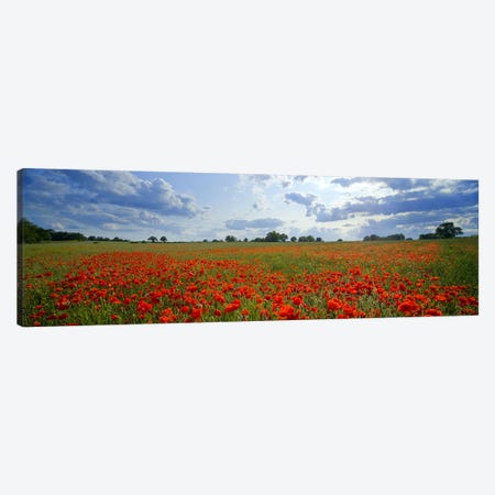 Poppies in a field, Norfolk, England #2 Canvas Print #PIM9730} by Panoramic Images Canvas Art
