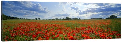 Poppies in a field, Norfolk, England #2 Canvas Art Print - Field, Grassland & Meadow Art