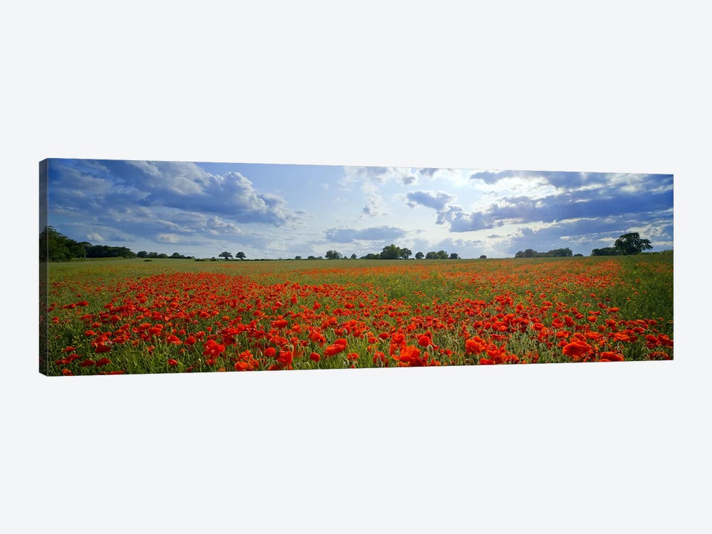 Poppies in a field, Norfolk, England #2 by Panoramic Images 1-piece Canvas Art Print