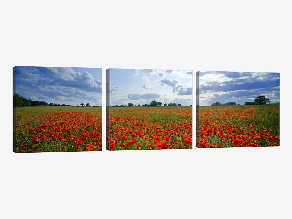 Poppies in a field, Norfolk, England #2 by Panoramic Images 3-piece Canvas Print