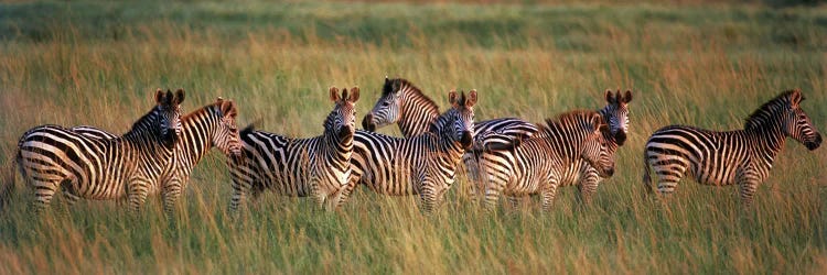 Burchell's zebras (Equus quagga burchellii) in a forest, Masai Mara National Reserve, Kenya