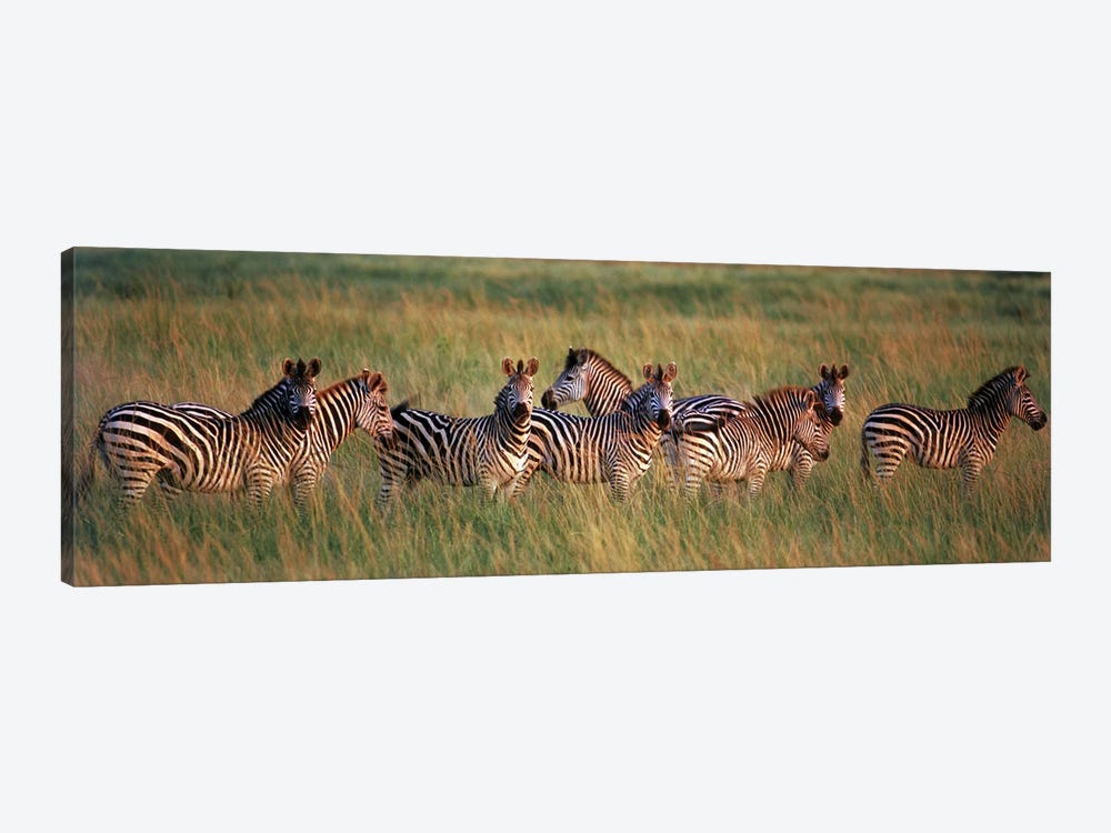 Burchell's zebras (Equus quagga burchellii) in a forest, Masai Mara National Reserve, Kenya by Panoramic Images 1-piece Canvas Artwork
