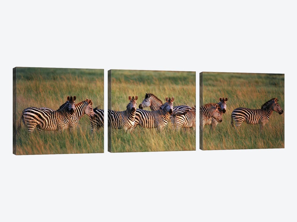 Burchell's zebras (Equus quagga burchellii) in a forest, Masai Mara National Reserve, Kenya by Panoramic Images 3-piece Canvas Art