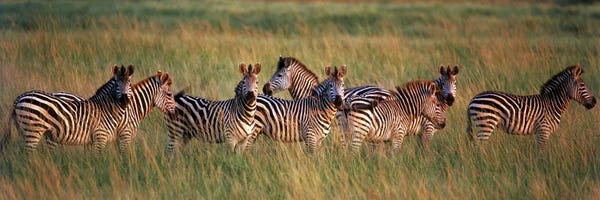 Zebras: Burchell's zebras (Equus quagga burchellii) in a forest, Masai Mara National Reserve, Kenya by Panoramic Images