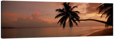 Silhouette of palm trees on the beach at sunriseFihalhohi Island, Maldives Canvas Art Print - Maldives