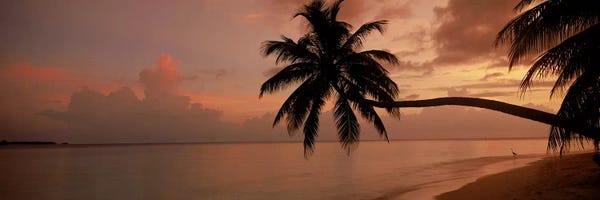 Maldives: Silhouette of palm trees on the beach at sunriseFihalhohi Island, Maldives by Panoramic Images