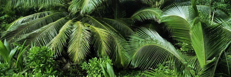 Palm fronds and green vegetation, Seychelles