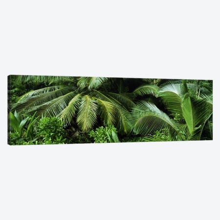 Palm fronds and green vegetation, Seychelles Canvas Print #PIM9786} by Panoramic Images Canvas Artwork