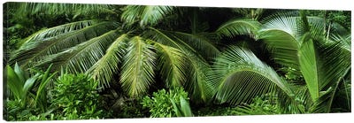 Palm fronds and green vegetation, Seychelles Canvas Art Print - Seychelles
