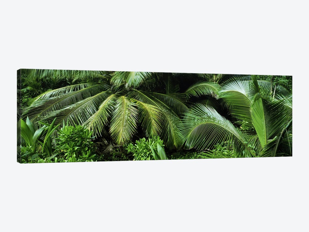 Palm fronds and green vegetation, Seychelles by Panoramic Images 1-piece Canvas Artwork