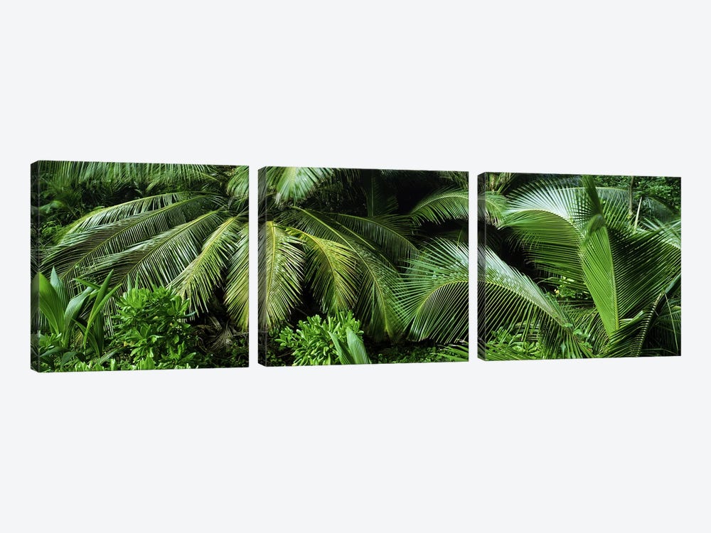 Palm fronds and green vegetation, Seychelles by Panoramic Images 3-piece Canvas Art