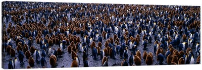 King Penguin Colony Salisbury Plain South Georgia Sub-Antartic Canvas Art Print - Penguin Art