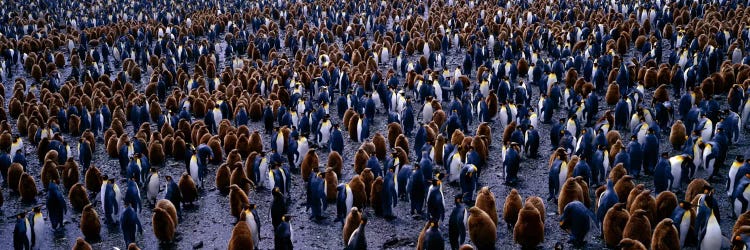 King Penguin Colony Salisbury Plain South Georgia Sub-Antartic by Panoramic Images wall art