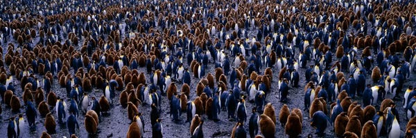Penguins: King Penguin Colony Salisbury Plain South Georgia Sub-Antartic by Panoramic Images