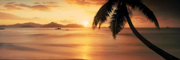 Silhouette of a palm tree on the beach at sunsetAnse Severe, La Digue Island, Seychelles