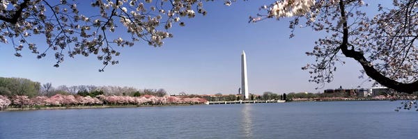 Cherry Trees: Cherry blossom with monument in the backgroundWashington Monument, Tidal Basin, Washington DC, USA by Panoramic Images