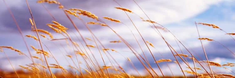 Windblown Wheat Stalks In Zoom