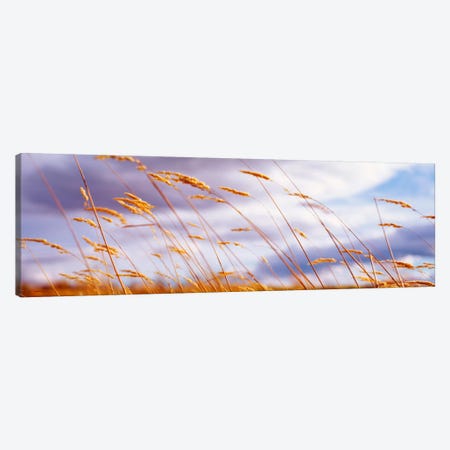 Windblown Wheat Stalks In Zoom Canvas Print #PIM988} by Panoramic Images Canvas Art Print