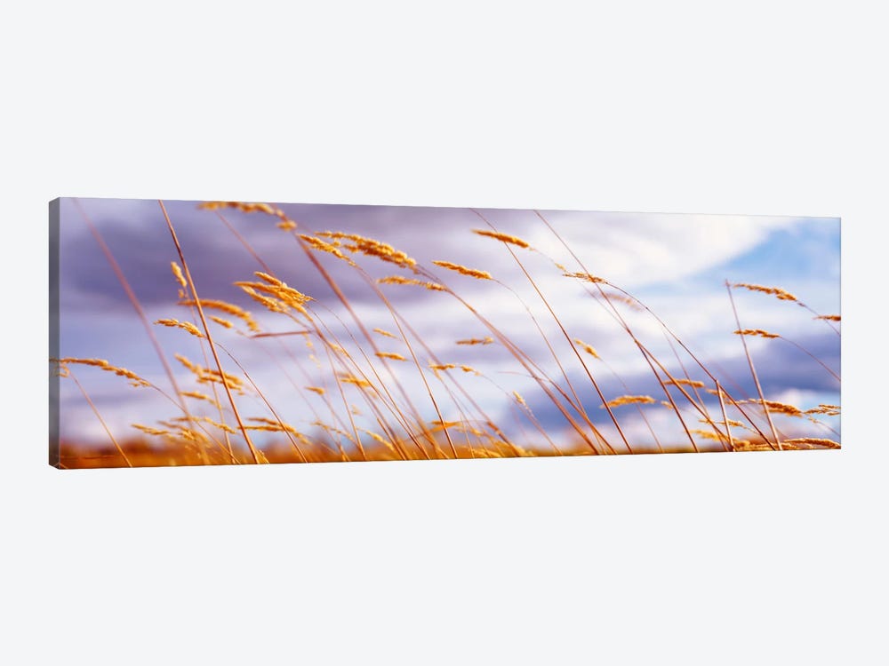 Windblown Wheat Stalks In Zoom by Panoramic Images 1-piece Canvas Wall Art
