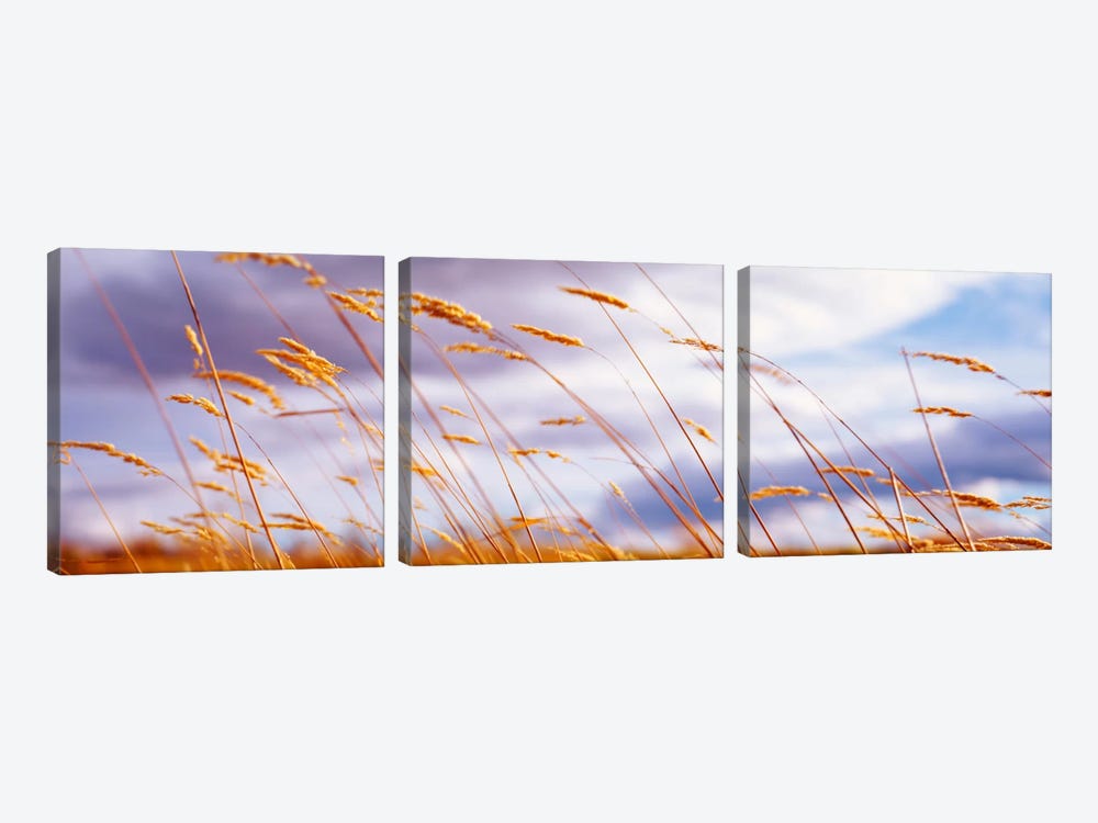 Windblown Wheat Stalks In Zoom by Panoramic Images 3-piece Canvas Art